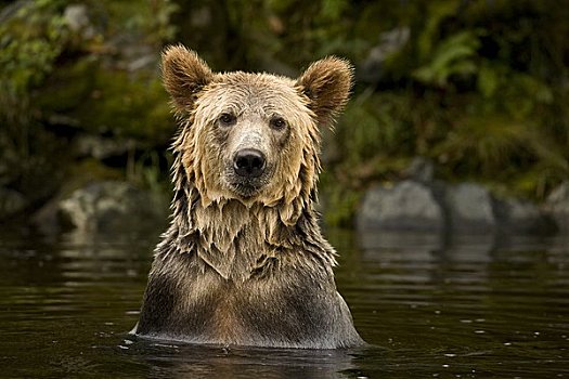 大灰熊,寻找,太平洋,三文鱼,河,不列颠哥伦比亚省,加拿大