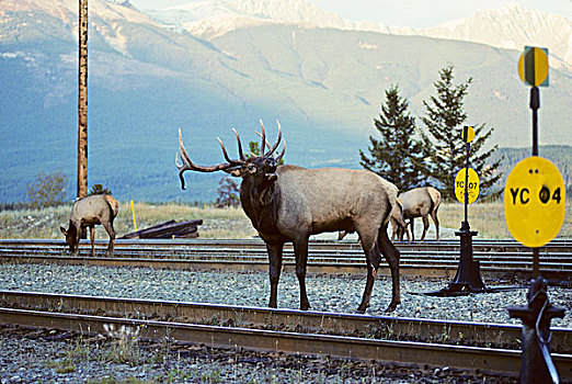麋鹿,鹿属,鹿,雄性,碧玉国家公园,艾伯塔省,加拿大