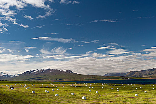 收获,草地,大捆,干草,塑料制品,靠近,北方,冰岛,欧洲