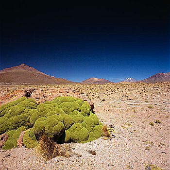 自然风光,荒漠景观,清晰,蓝天,晴天,高原,玻利维亚