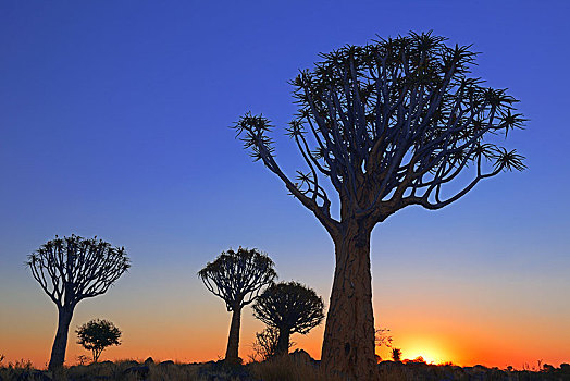 抖树,箭筒树,二歧芦荟,日出,基特曼斯胡普,区域,纳米比亚,非洲