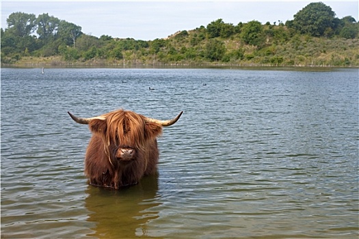 苏格兰,高原牛