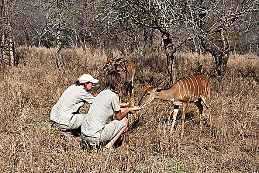 林羚,捻角羚,濒危物种,中心,禁猎区,南非