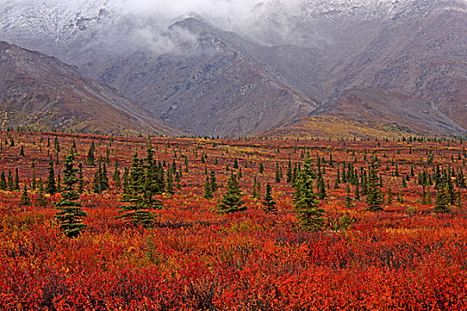 北美,美国,阿拉斯加,德纳里峰国家公园,秋天,苔原
