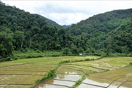 稻田,正面,丛林,靠近,禁止,种族,保护区,省,老挝,东南亚