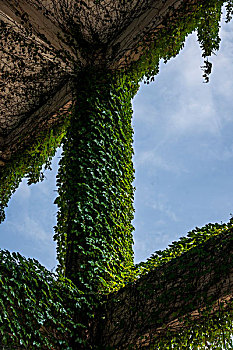 福建厦门鼓浪屿社区的爬墙虎植物