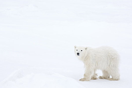 北极熊,幼兽,丘吉尔市,曼尼托巴,加拿大