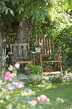 两个,风化,木椅,树,夏天,花园