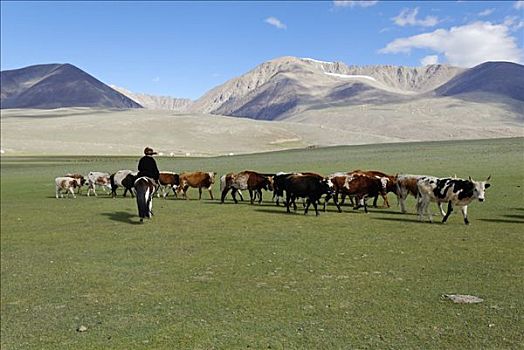 蒙古,牧羊人,阿尔泰,哈萨克斯坦,亚洲