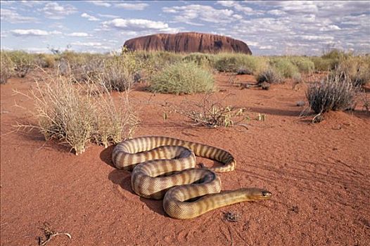 巨蟒,荒芜,靠近,艾尔斯巨石,乌卢鲁卡塔曲塔国家公园,澳大利亚