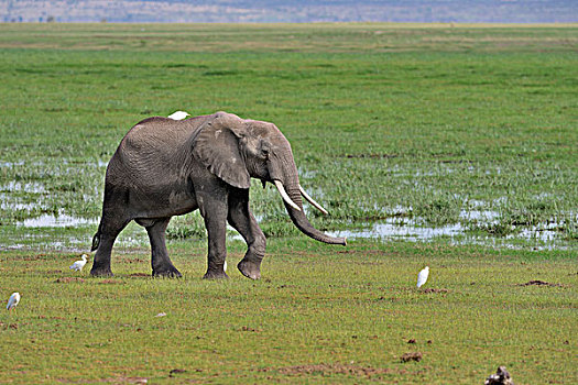 非洲,灌木,大象,非洲象,雌性,湿地,安伯塞利国家公园,肯尼亚