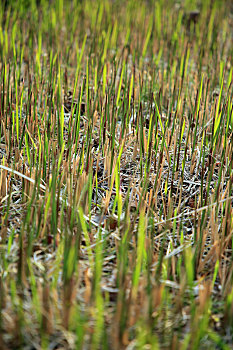 山东省日照市,这种草竟然能吃,是许多人童年里的美好回忆