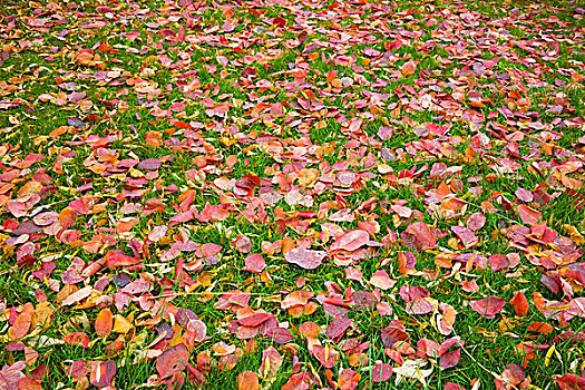 落下,秋叶,青草,草地,蒙特利尔,魁北克,加拿大