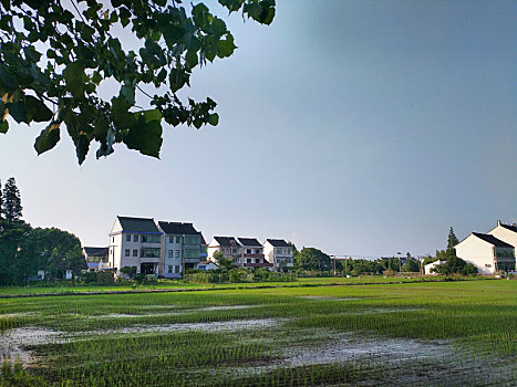 水乡稻田,田园风光,夏日乡村