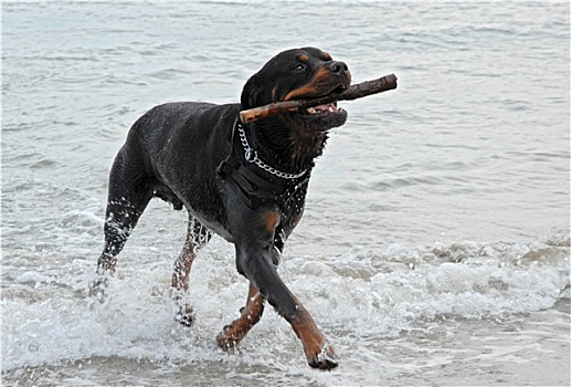罗特韦尔犬,玩,海中