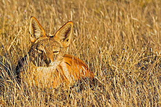 黑背狐狼,黑背豺,豺,埃托沙国家公园,纳米比亚,非洲