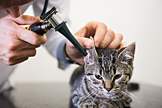 兽医,检查,耳,小猫,耳镜,诊所