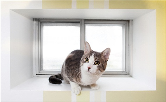 猫,窗户