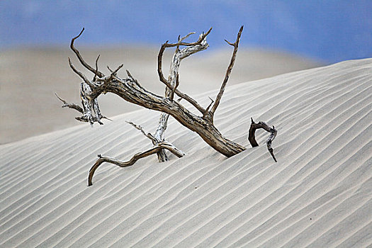 枯木,沙丘,死亡谷国家公园,加利福尼亚,美国