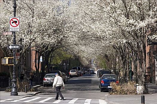 花,树,格林威治村,纽约,美国