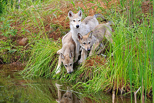 灰狼,狼,三个,小动物,水岸,堤,松树,明尼苏达,美国,北美