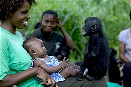 倭黑猩猩,家庭,母亲,护理,婴儿,刚果