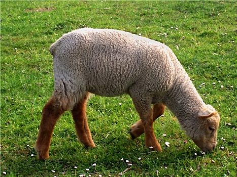 羊羔,草地