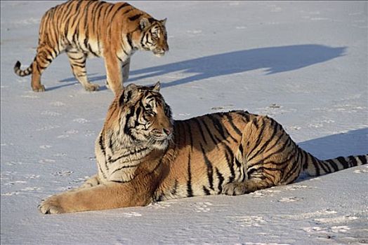 西伯利亚虎,东北虎,一对,休息,雪,俄罗斯