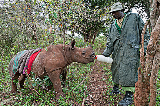 黑犀牛,婴儿,女性,孤儿,内罗毕,肯尼亚