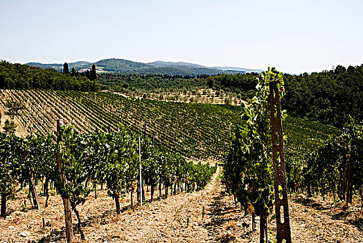 卷须,葡萄酒,葡萄园,意大利