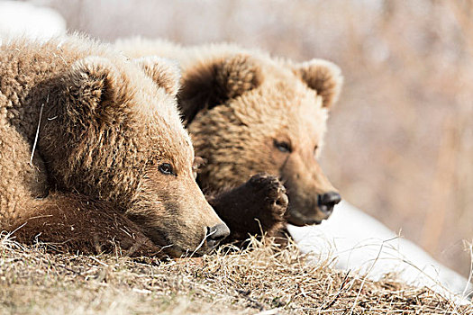 棕熊,幼兽,休息,头像,堪察加半岛,俄罗斯,欧洲