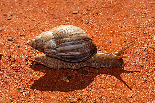 玛瑙,蜗牛,国家公园,马达加斯加,非洲
