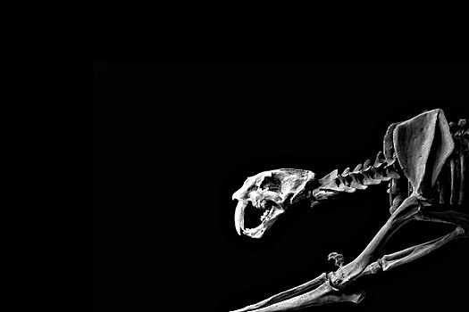 致命剑齿虎化石骨架标本