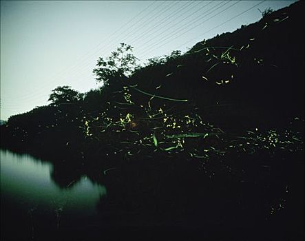 日本,萤火虫,成群,夜晚,上方,河