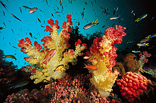 软珊瑚,礁石,景色,鱼群,鱼,印度尼西亚