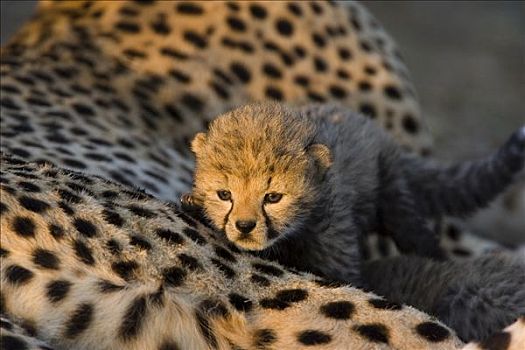 印度豹,猎豹,白天,老,幼兽,爬行,母兽,日出,马赛马拉,自然保护区,肯尼亚