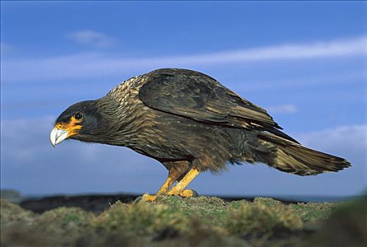 条纹,长腿兀鹰,福克兰群岛
