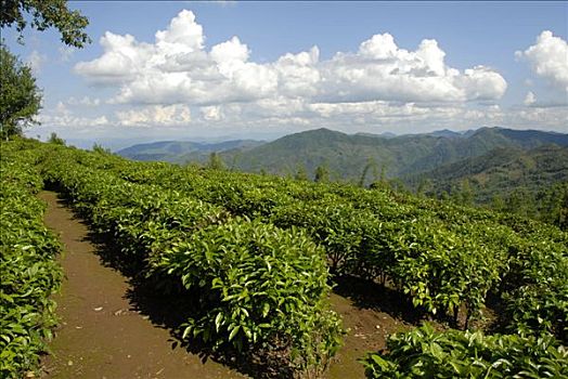 茶,农作物,山景,省,老挝,东南亚