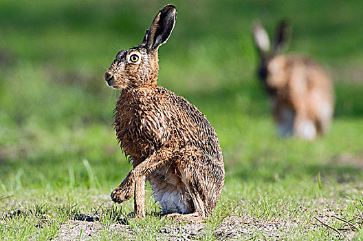 欧洲野兔,一对,格罗宁根,荷兰