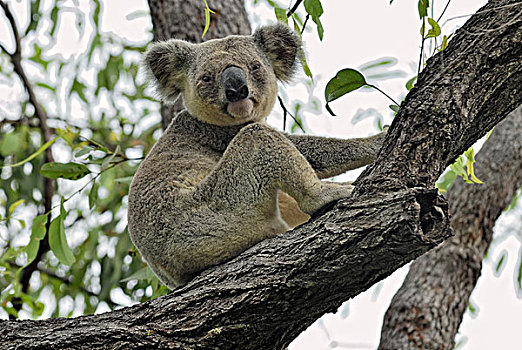 树袋熊,树上,玛格内特岛,昆士兰,澳大利亚