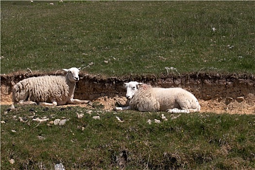 两只,羊,坐,太阳