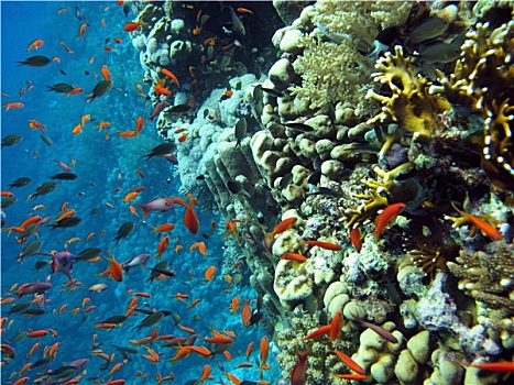 珊瑚礁,鱼群,鱼,仰视,热带,海洋,蓝色背景,水,背景