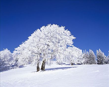 积雪,山毛榉树,山,南方,黑森林,巴登符腾堡,德国,欧洲