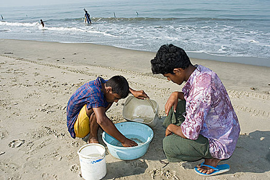 虾,油炸,收集,计算,野外,海洋,市场,海滩,四月,2007年,孟加拉,大,重要