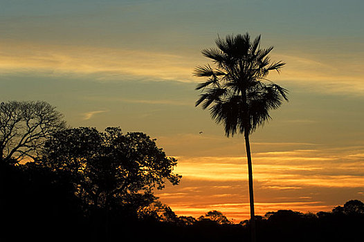 巴西,潘塔纳尔,宽吻鳄,风景,日落,棕榈树