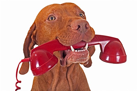 狗,拿着,红色,电话听筒