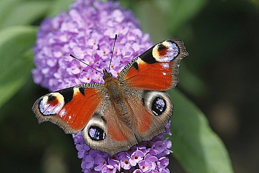 孔雀蛱蝶,紫罗兰,花,莱茵兰普法尔茨州,德国,欧洲