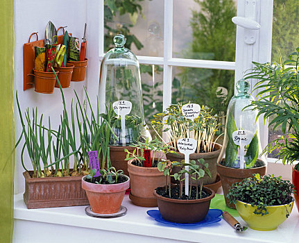 播种,窗台,葱属植物,菜蓟属