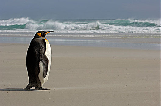 国王,企鹅,成年,站立,海滩,福克兰群岛