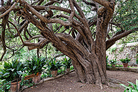 树,马略卡岛,紫杉,2000年,岁月,老,不动产,户外,博物馆,巴利阿里群岛,西班牙,欧洲